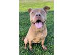 Adopt PORKIE a Staffordshire Bull Terrier