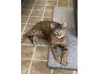 Adopt Wendy a Domestic Short Hair