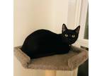 Adopt Bryce a American Shorthair