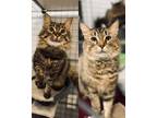 Adopt Chrissy & Janet a Domestic Medium Hair