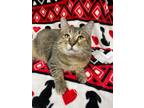 Adopt Kayla a Domestic Short Hair