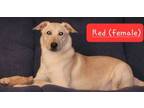 Adopt Disney Character- Minnie a Labrador Retriever, Great Pyrenees