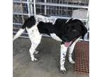 Adopt Sookie (Daisy, Bella) a English Pointer, Mixed Breed