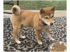 Shiba Inu PUPPY FOR SALE ADN-735844 - Winnie