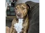 Adopt Jasmine a Pit Bull Terrier