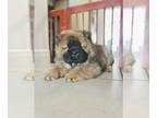 Chow Chow PUPPY FOR SALE ADN-735756 - Chow chow puppies