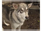 Wolf Hybrid PUPPY FOR SALE ADN-736127 - wolf hybrid for sale