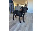 Adopt Crush a Pit Bull Terrier, Black Labrador Retriever