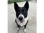 Adopt Pepper a Border Collie