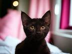 Adopt Hazelnut a Domestic Short Hair, Bombay