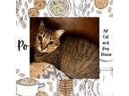 Adopt Po a Tabby