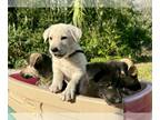 German Shepherd Dog-Great Dane Mix PUPPY FOR SALE ADN-736046 - Great Shepherd