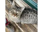 Adopt Bunny a American Shorthair