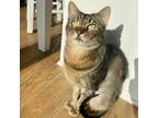 Adopt Speckles a Abyssinian, Domestic Short Hair