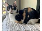 Adopt California Girl a Domestic Short Hair