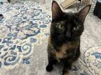 Adopt Spooky a Tortoiseshell