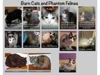 Adopt Barn Cats and Phantom Felines a Domestic Short Hair, Siamese