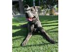 Adopt Cinder a Pit Bull Terrier