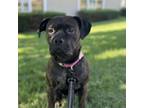 Adopt Libby a Boxer, Pit Bull Terrier