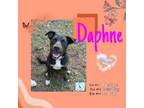 Adopt Daphne a Australian Kelpie