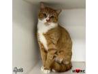 Adopt Sprite a Domestic Short Hair