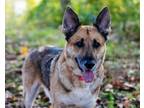 Adopt Faith Evans a German Shepherd Dog