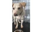 Adopt Wishbone a Jack Russell Terrier