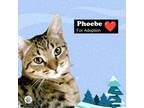 Adopt Phoebe a Tabby