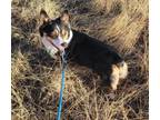 Adopt Tawny a Corgi