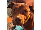 Adopt Cindy Lou a Pit Bull Terrier