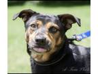 Adopt Charlee a Feist, Miniature Pinscher