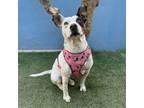 Adopt Daiquiri a Pit Bull Terrier, Hound