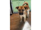 Adopt Yoko a Chow Chow