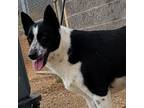 Adopt Jolly a Border Collie, Mixed Breed