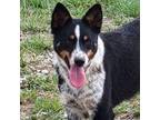 Adopt Havah a Border Collie, Mixed Breed