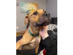Adopt Honey a Pit Bull Terrier, Black Mouth Cur