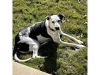 Adopt Lady a Pointer, Mixed Breed