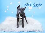 Adopt Nelson a Labrador Retriever, Mixed Breed