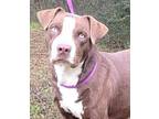 Adopt 232025 Bronco a Labrador Retriever, Pit Bull Terrier