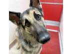 Adopt LOUIE a German Shepherd Dog