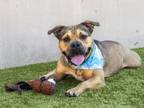 Adopt DALLAS a American Staffordshire Terrier, Mixed Breed