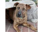 Adopt Puzzle a Mixed Breed
