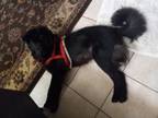 Adopt Bruno a Chow Chow, Black Labrador Retriever