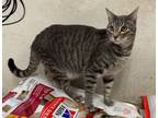 Adopt Dustin a Tabby