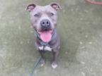 Adopt BISHOP a Pit Bull Terrier, American Staffordshire Terrier