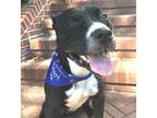 Adopt Wally a Pit Bull Terrier, American Staffordshire Terrier