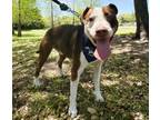 Adopt TOMMY a American Staffordshire Terrier, Pointer
