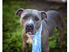 Adopt GILBERT a Pit Bull Terrier