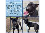 Adopt 2024-01-006 *Pedro* a Pit Bull Terrier