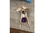 Adopt Archie a Boxer, Labrador Retriever